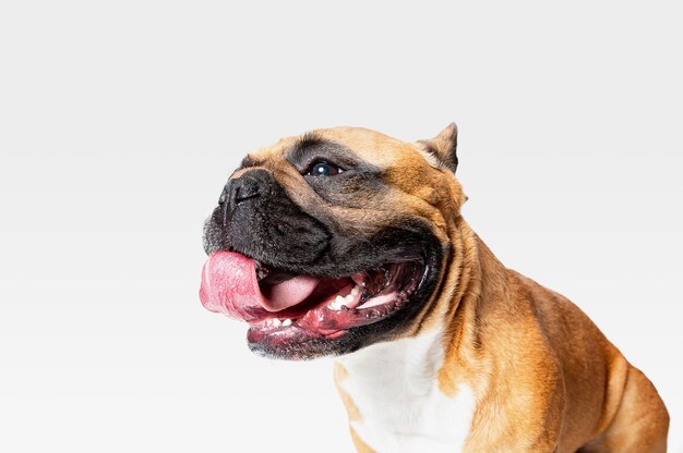 Junge französische Bulldogge posiert. Nettes weißes braun Hündchen oder Haustier spielt und schaut glücklich lokalisiert auf weißem Hintergrund.