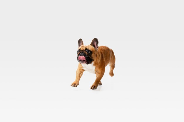 Junge französische Bulldogge posiert
