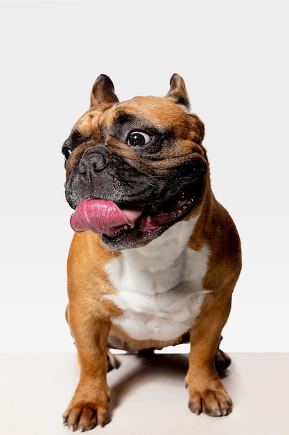 Junge französische Bulldogge posiert