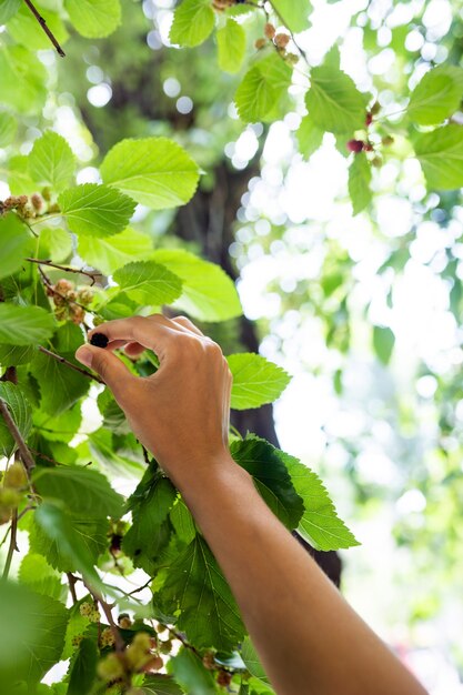 Junge Frau pflückt Maulbeere vom Baum.