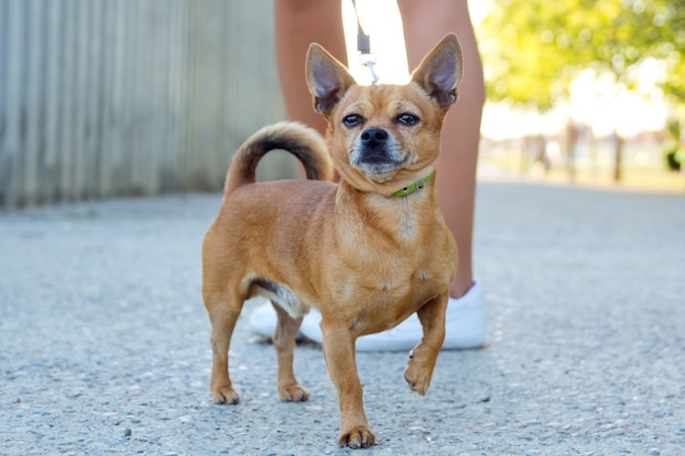 Junge Frau und schöne Hund zu Fuß auf der Straße.