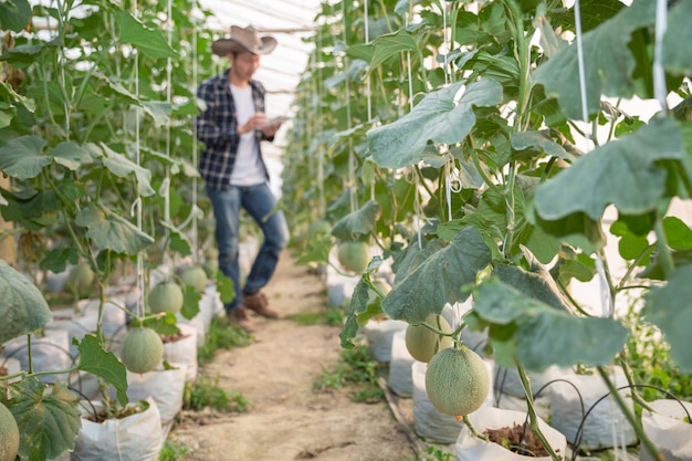 Kostenloses Foto junge grüne melone oder kantalupe, die im gewächshaus wachsen