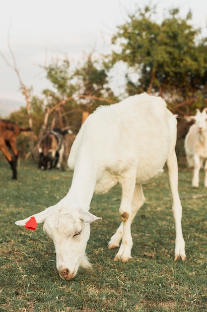 Kostenloses Foto junge weiße ziege, die gras mit anderen weiden lässt