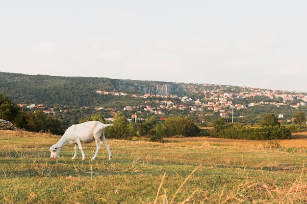 Junge Ziege, die Gras auf der Wiese isst