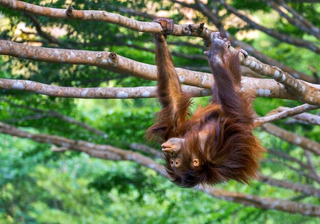 Bilder Orang Utan Gratis Vektoren Fotos Und Psds