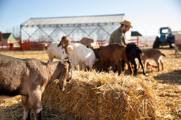 Junger Bauer verbringt Zeit mit seinen Ziegen auf dem Bauernhof