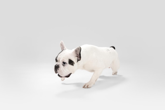 Junger Hund der französischen Bulldogge posiert Süßes verspieltes weißschwarzes Hündchen oder Haustier auf weißem Hintergrund Konzept der Bewegungsaktion Bewegung