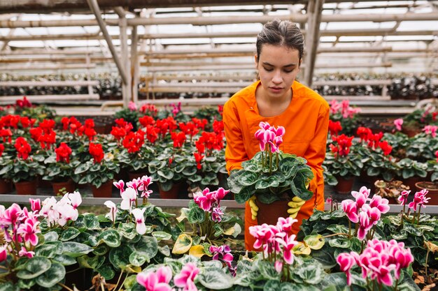 Junger weiblicher Gärtner, der rosa Blumentopf auswählt