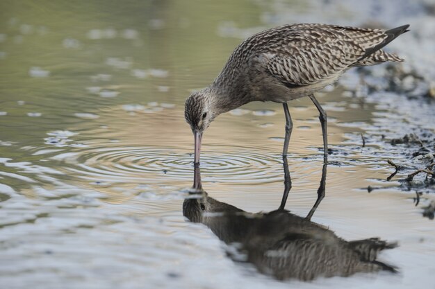 Juvenile Bar-tailed Godwit Limosa lapponica lapponica