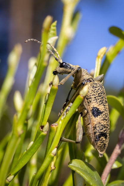 Käfer mit Antennen, die auf Pflanze sitzen