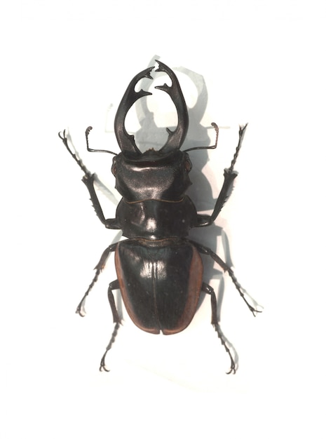 Kostenloses Foto käfer mit langen stachel-hörner