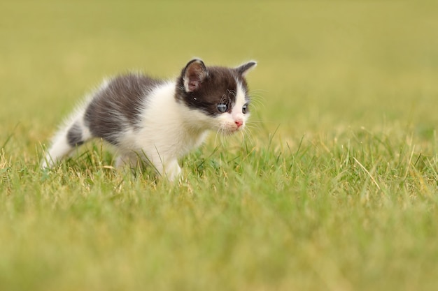 Kätzchen genießen auf dem Rasen