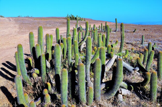Kakteen in einer Wüste nahe dem Pazifischen Ozean in Punta de Lobos in Pichilemu, Chile an einem sonnigen Tag