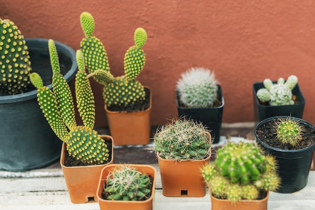 Kaktus in einem kleinen topf auf einem holztisch Premium Fotos
