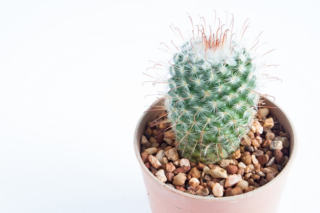 Kostenloses Foto kaktus isoliert auf weißem hintergrund mit kopie raum