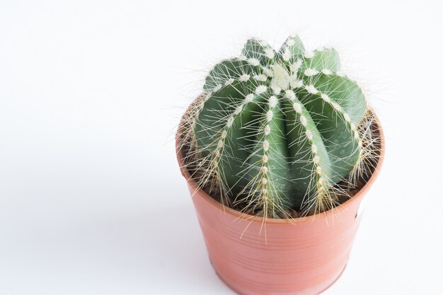 Kaktus isoliert auf weißem Hintergrund mit Kopie Raum
