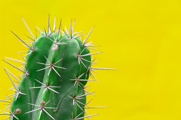 Kaktus mit scharfen dornen
