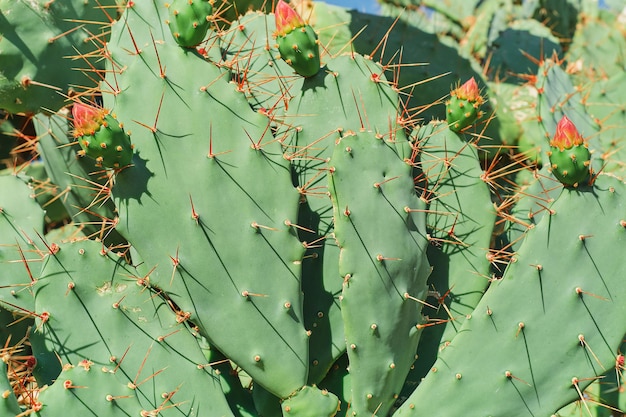 Kaktus-Nahaufnahme mit Knospen, die zum Blühen bereit sind Kaktus an der Mittelmeerküste Idee für einen Hintergrund oder eine Tapete, um die Pflege von Sukkulenten und den Anbau von Pflanzen für Parks zu beschreiben