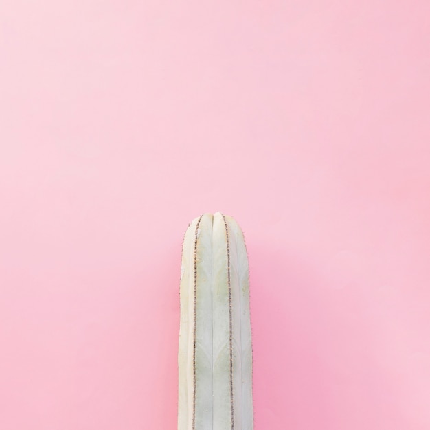 Kostenloses Foto kaktus über dem rosa gemasert