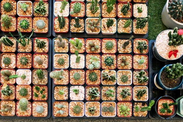 Kaktus Zimmerpflanze Sammlung Set