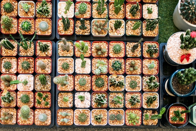 Kaktus Zimmerpflanze Sammlung Set
