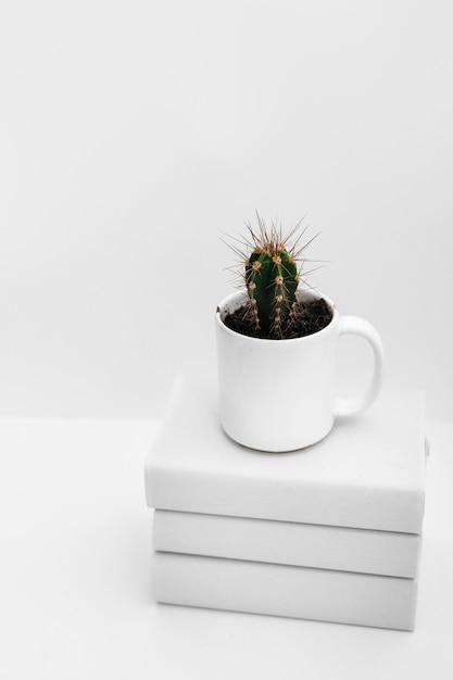 Kaktuspflanze im weißen Becher über gestapelt von den Büchern gegen weißen Hintergrund