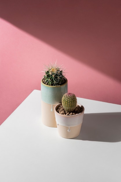 Kostenloses Foto kaktuspflanzen arrangieren stillleben