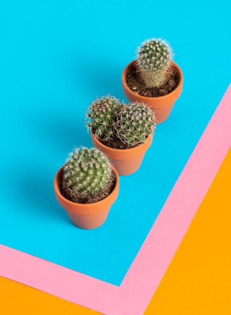 Kostenloses Foto kaktuspflanzen arrangieren stillleben