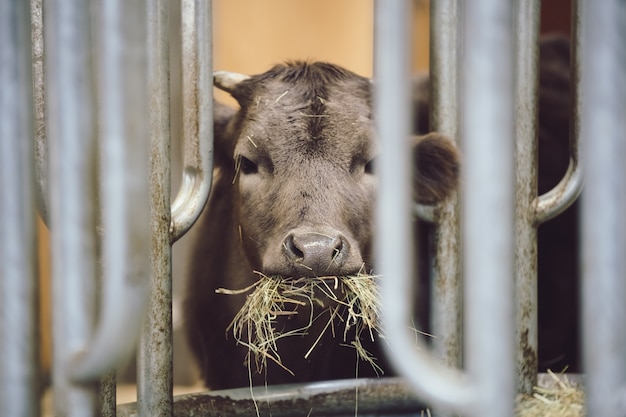 Kalb frisst Heu im Stall