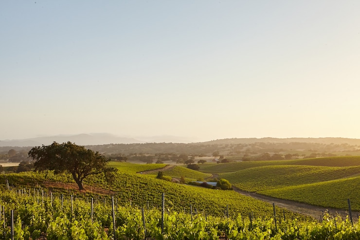 Kostenlose Foto kalifornische weinberge in santa barbara