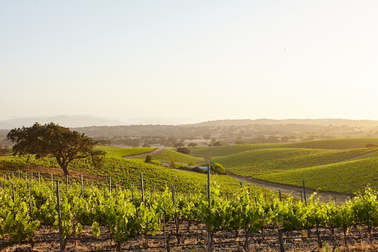 Kostenlose Foto kalifornische weinberge in santa barbara