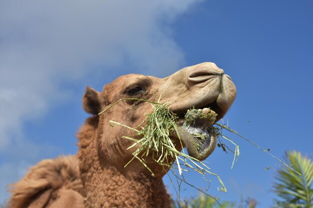 Kamel kaute Heu mit gesenkter Lippe.