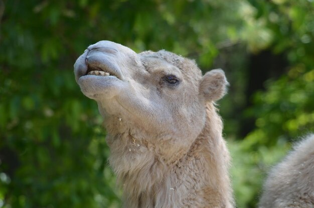 Kamel macht sehr dumme Gesichter.