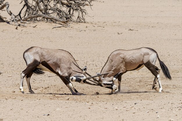 Kostenloses Foto kampf gegen oryx in der kalahari-wüste namibia
