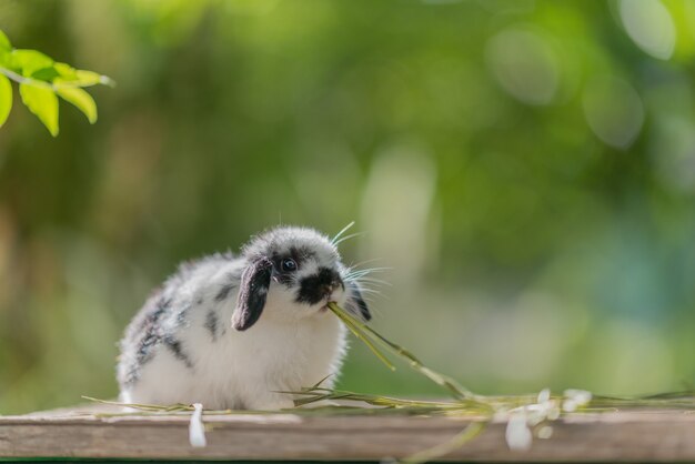Bilder Kaninchen Haustier Gratis Vektoren Fotos Und Psds