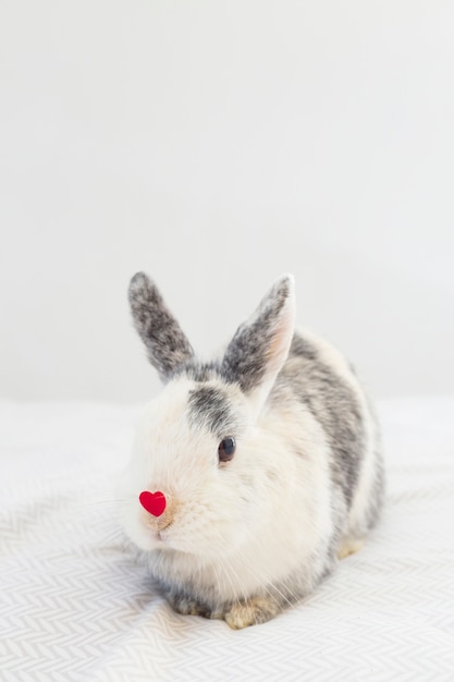 Kaninchen mit dekorativem rotem Herzen auf der Nase