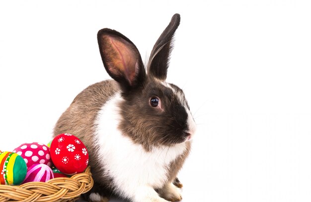 Kaninchen neben einigen Ostereier