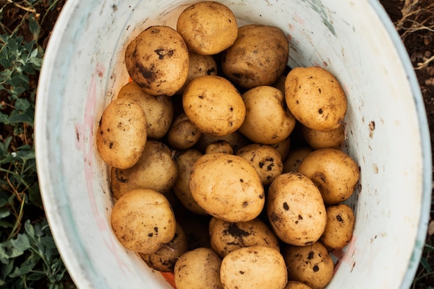 Kostenloses Foto kartoffelernte in einem weißen eimer