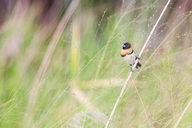 Kastanienbrust-Männchenvogel thront auf einem Pflanzenzweig