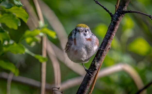 Kastanienseitiger Trällerer (Setophaga pensylvanica)