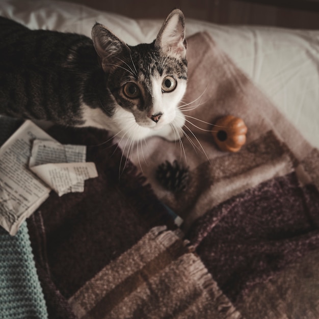 Katze auf dem Bett, das Kamera betrachtet