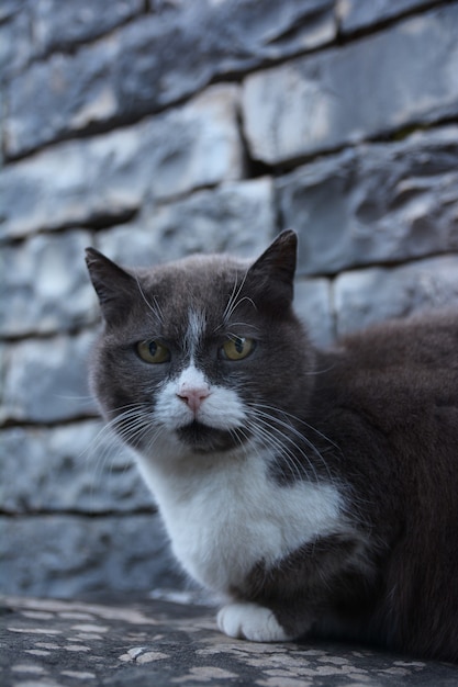 Katze auf der Straße