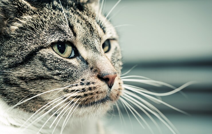 Kostenlose Foto katze, auf die seite