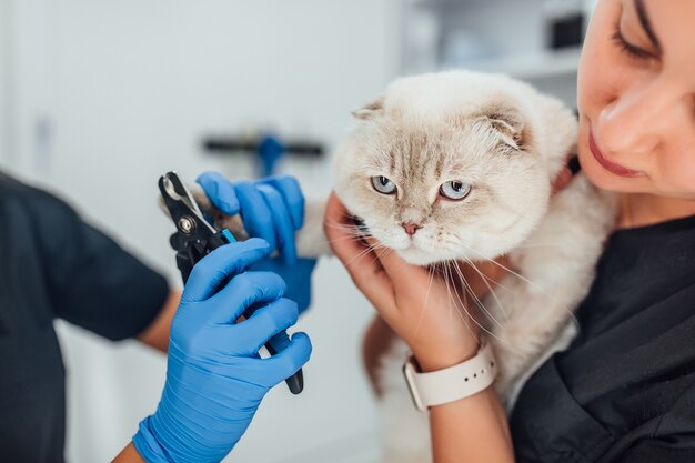 Katze bekommt einen Nagelschnitt.