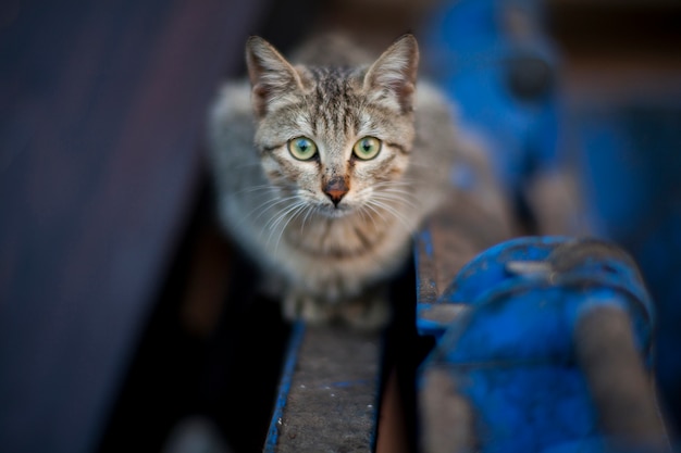 Katze betriebsbereit zu springen