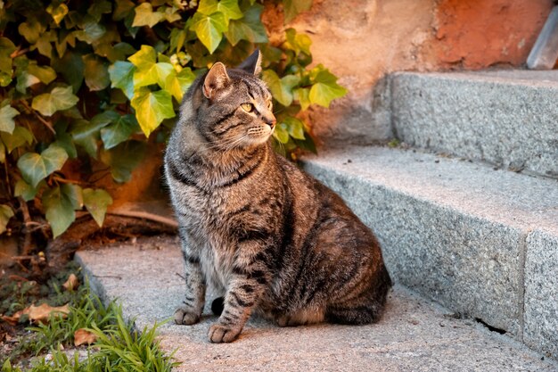 Katze, die auf den Treppen eines Gebäudes neben einer grünen Pflanze sitzt