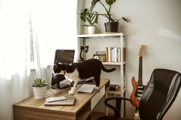Katze, die auf einem Schreibtisch drinnen geht