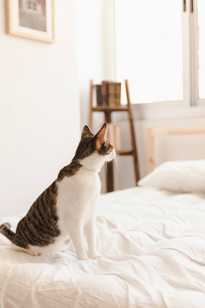 Katze, die auf weichem Bett sitzt