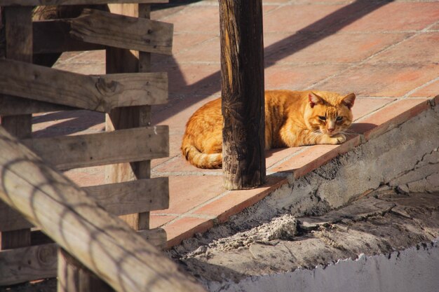 Katze, die ein Sonnenbad hat