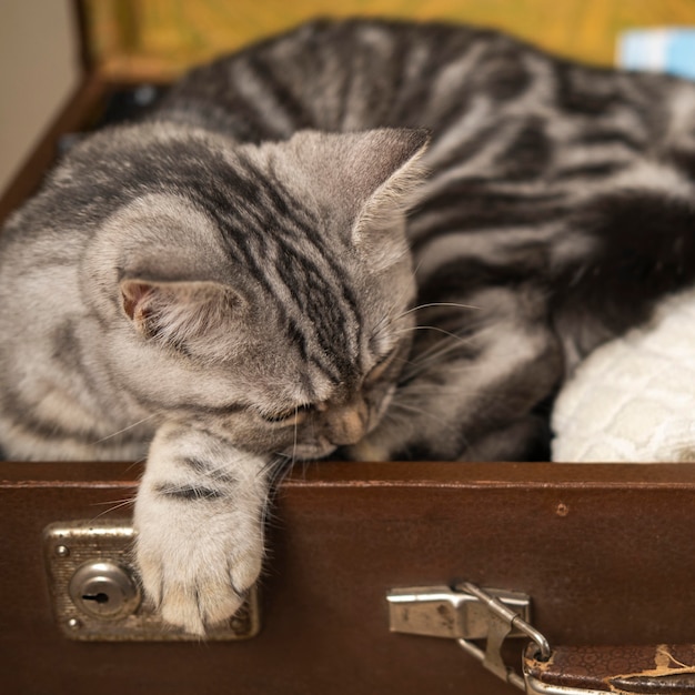 Katze, die in einer Gepäckkiste schläft